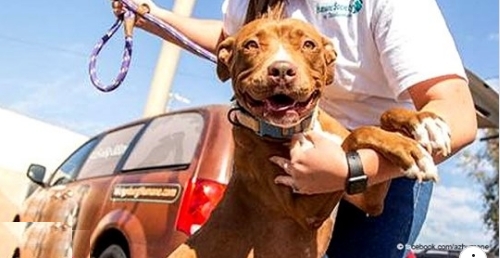 Der süßeste Hund, der 400 Tage in einem Tierheim verbracht hat, kann nach seiner Adoption nicht aufhören zu lächeln